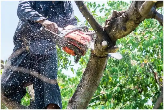 tree services Darlington